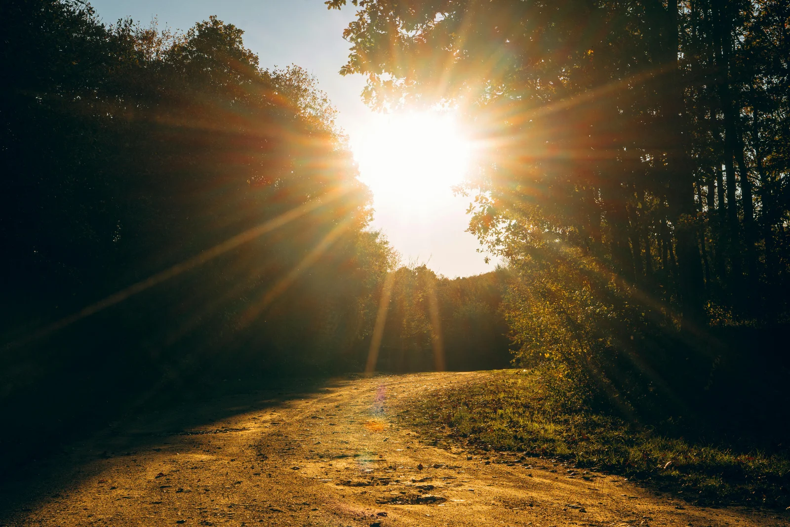 Sendero forestal bañado por la luz dorada del atardecer, evocando calma y un ritmo pausado.